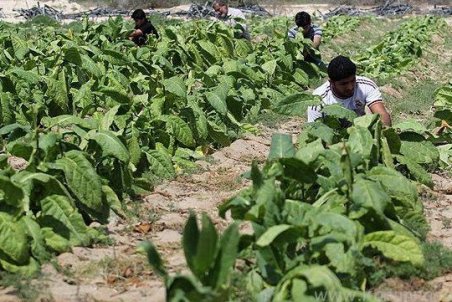 گلستان| ظرفیتی که مغفول مانده است