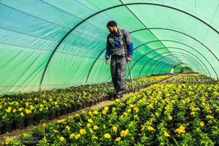 سمنان| کشت گلخانه‌ای نسخه شفابخش کشاورزی