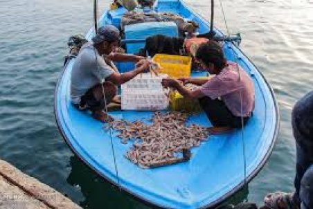 بوشهر| خطر بیخ گوش جنگل‌های حرا