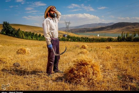 کردستان| روزهای طلایی گندمکاران