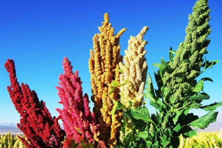 فارس| خاویار گیاهی به بازار می‌آید