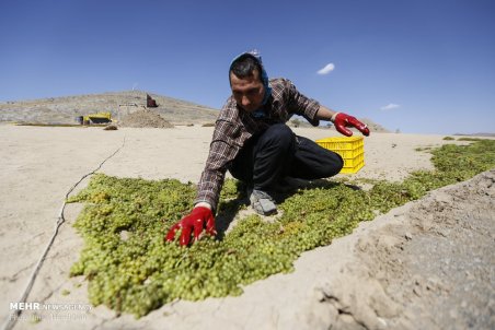 همدان| برداشت انگور در ملایر