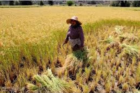 مازندران| هیاهو برای افزایش قیمت