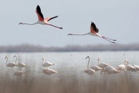 خزان خونین مهاجران