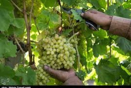 کردستان| اختصاص ۱۴ هزار و ۵۰۰ هکتار از مزارع استان به کشت انگور