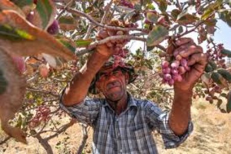کرمان| کوچ پسته از کرمان