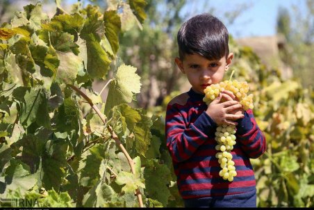 خراسان شمالی| برداشت انگور از باغ های خراسان شمالی