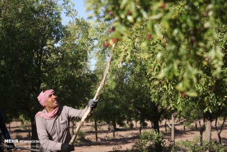 خراسان جنوبی| برداشت عناب در بیرجند