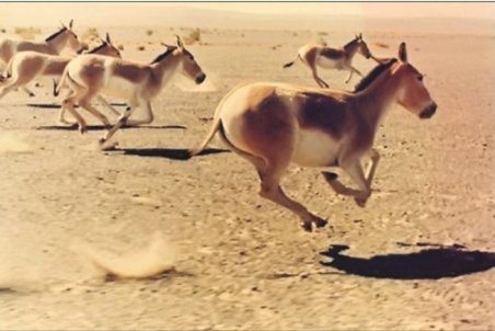 گورها را به جای احیا می‌کشند