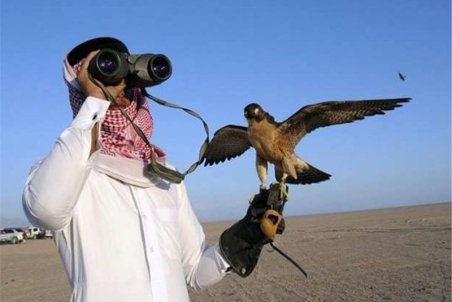 خراسان جنوبی| دام سودجویان برای شکار هوبره