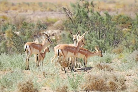 نگرانی از شیوع دوباره طاعون در حیات‌وحش