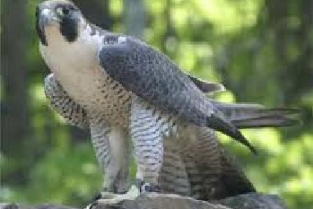 اقبال شیوخ عرب به بالابان و بحری