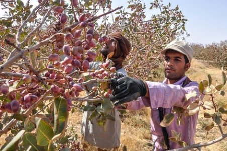 خراسان جنوبی| سر ناسازگاری پسته با کشاورزان