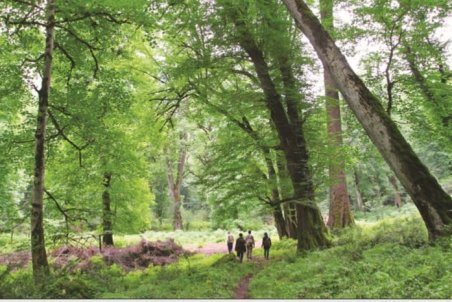 مرگ تدريجي قانون «تنفس» جنگل