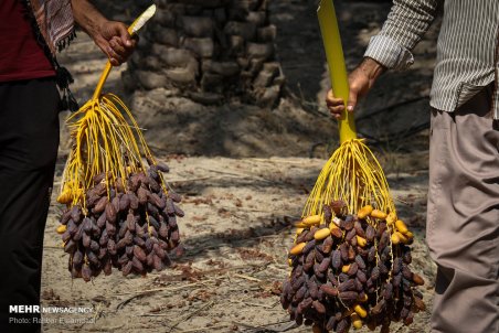آغاز برداشت خرمای پیارم در حاجی آباد