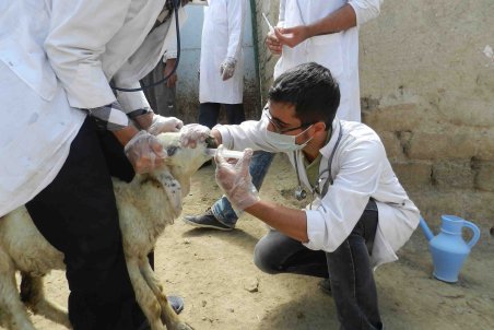 مرکزی| جای خالی دامپزشکی در برنامه تحول سلامت