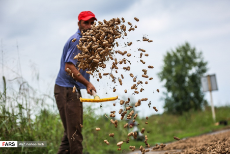 گیلان| تلخی کام بادام کاران آستانه اشرفیه