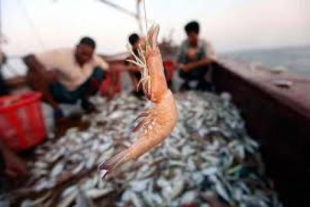 هرمزگان| امید جنوبی‌ها به شیلات