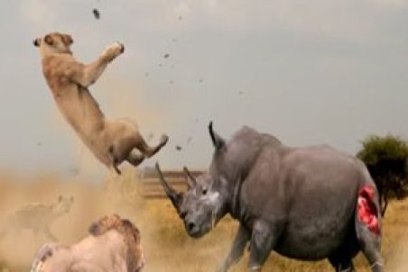 محيط زيست عليه حيات‌وحش