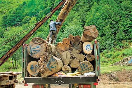 وداع با شمشادها و نارون‌های شمال