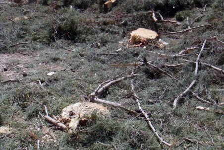 ایلام|درختان قطع شده پارک شاهد ایلام سالم و سرحال بودند