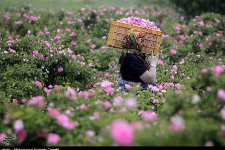 یزد| خداحافظی کشاورزان با گردو و بادام