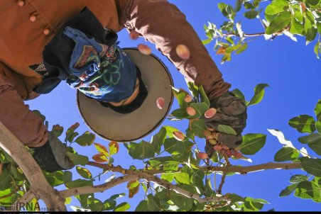 مرکزی| برداشت پسته در شهرستان زرندیه