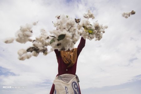 گلستان| کشت پنبه در گرگان