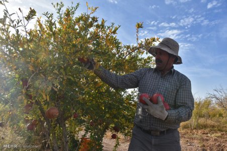 خراسان جنوبی| کوچ ناگهانی انار از فردوس