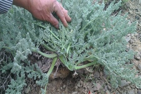 خراسان شمالی| چشم‌انتظاری برای بازارهای جهانی