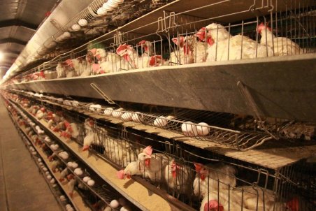 البرز| البرز چهارمین استان از نظر تولید تخم‌مرغ در کشور است