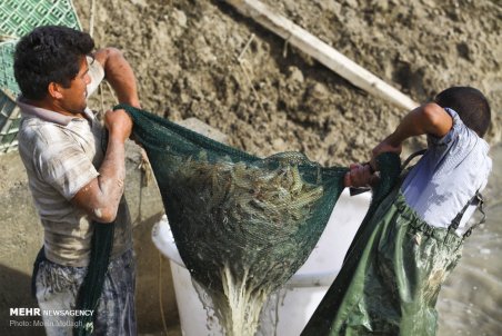 گلستان| پرورش میگو در گلستان