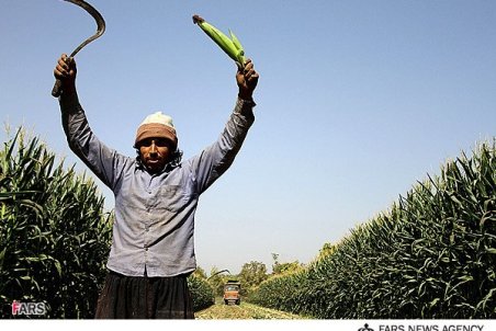 تهران| برداشت بیش از 320 هزار تن ذرت علوفه‌ای از دشت ورامین