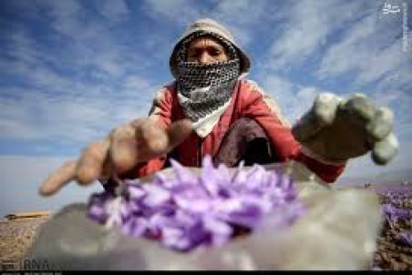 خراسان جنوبی| طلای سرخ در نوسان