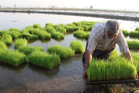 مازندران| رونق برنج  با شیب ملایم
