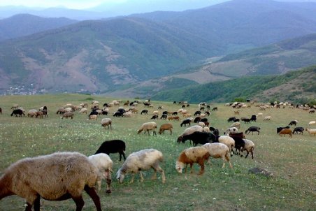 خراسان جنوبی| آغاز طرح آزادسازی مراتع استان برای چرای دام