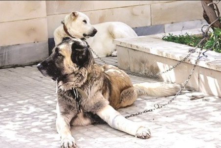 حیوان آزاری با نگهداری حیوانات لوکس!