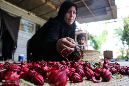 خوزستان| کاشت چای ترش در روستای علوه اهواز