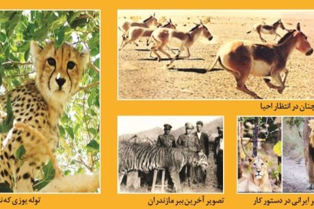 حیات‌وحش؛ ازاحیا تا فرار گورها