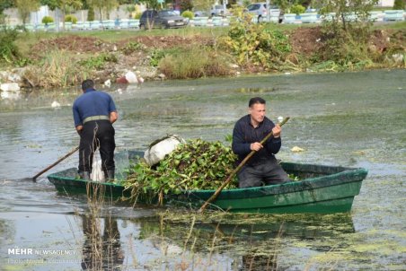 گیلان| جمع آوری گیاه مهاجم سنبل آبی از آبگیر سفیر امید آستارا