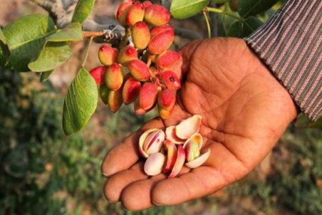 کرمان| حال ناخوش پسته کرمان