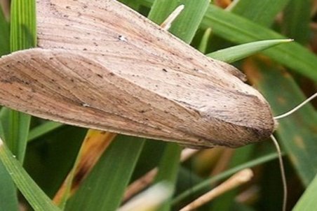 مازندران| وداع تلخ شمشادها با مازندران