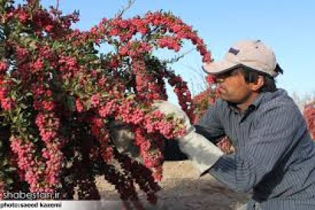 خراسان جنوبی| یاقوت سرخ اسیر مشکلات