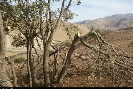 لرستان| ریشه به تیشه درختان بلوط اشترانکوه