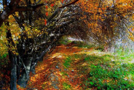 لرستان| جادوی پاییز در کوچه‌باغ‌های بروجرد