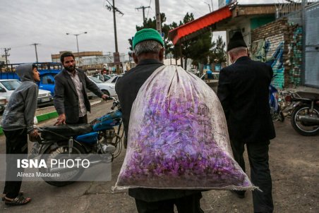 خراسان رضوی| فصل زعفرانی