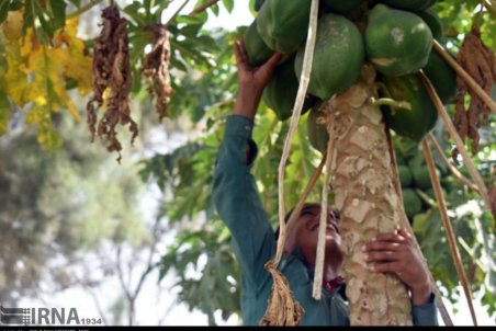 یزد| پاپایا، میوه لوکسی که سر از یزد درآورد