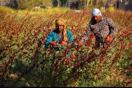 سیستان و بلوچستان| برداشت چای ترش از مزارع مجتمع بقیه الله الاعظم (عج) زهک