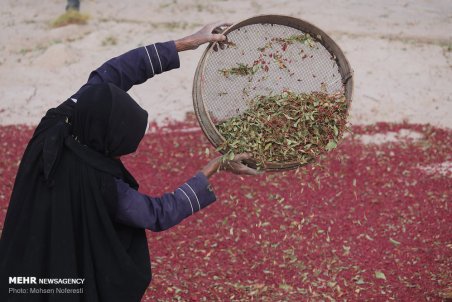 خراسان جنوبی| درخشندگی یاقوت سرخ در دل کویر
