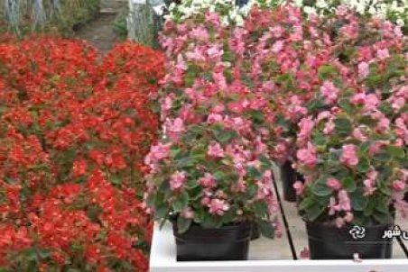 اصفهان|  جشنواره گل‌های زینتی در خمینی شهر